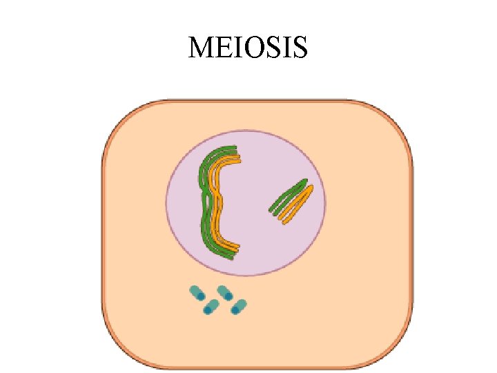 MEIOSIS 