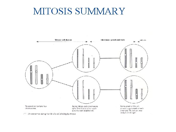 MITOSIS SUMMARY 