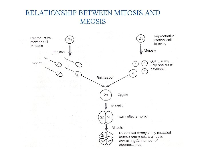 RELATIONSHIP BETWEEN MITOSIS AND MEOSIS 