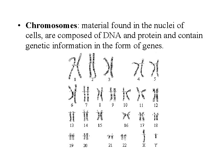  • Chromosomes: material found in the nuclei of cells, are composed of DNA