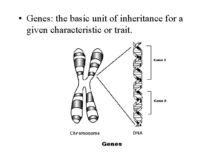  • Genes: the basic unit of inheritance for a given characteristic or trait.