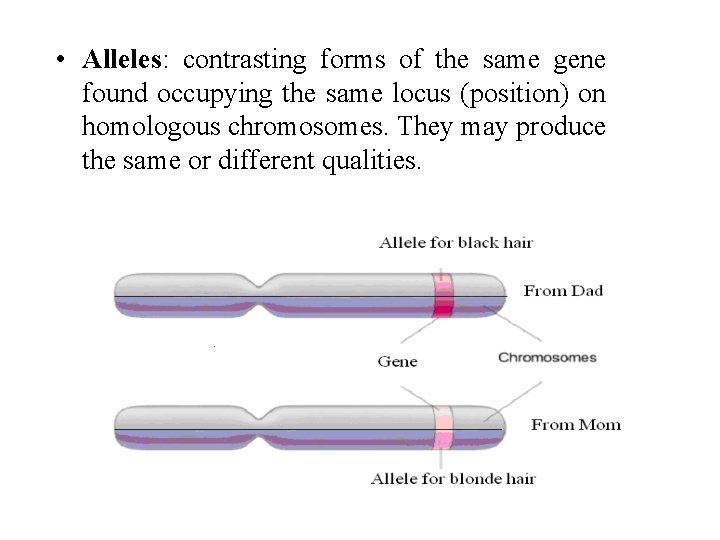  • Alleles: contrasting forms of the same gene found occupying the same locus