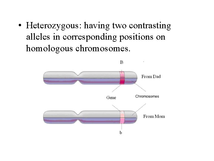  • Heterozygous: having two contrasting alleles in corresponding positions on homologous chromosomes. 