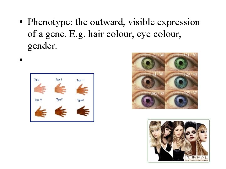  • Phenotype: the outward, visible expression of a gene. E. g. hair colour,