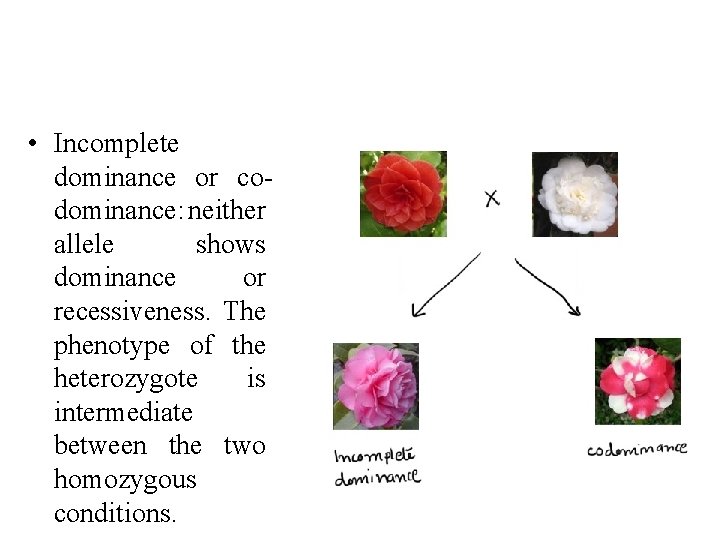 • Incomplete dominance or codominance: neither allele shows dominance or recessiveness. The phenotype