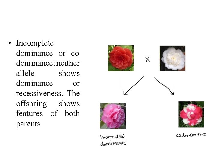  • Incomplete dominance or codominance: neither allele shows dominance or recessiveness. The offspring