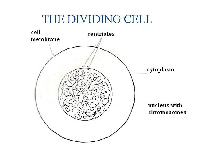 THE DIVIDING CELL 