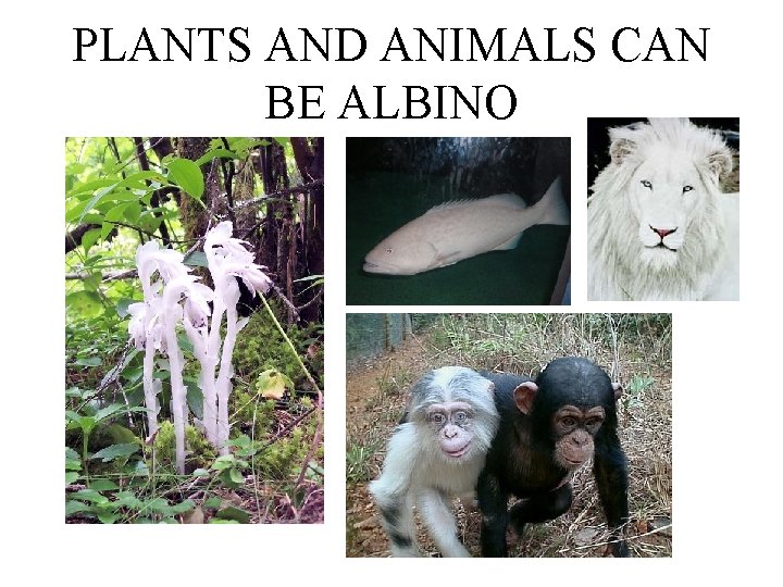 PLANTS AND ANIMALS CAN BE ALBINO 