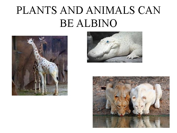 PLANTS AND ANIMALS CAN BE ALBINO 