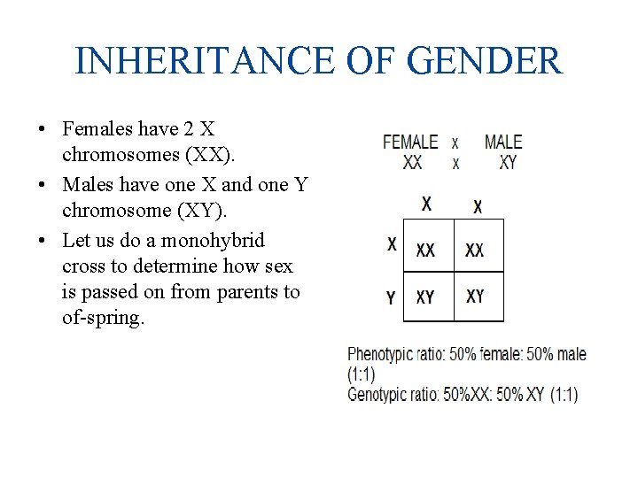 INHERITANCE OF GENDER • Females have 2 X chromosomes (XX). • Males have one