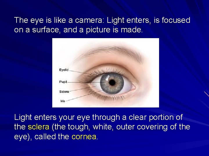 The eye is like a camera: Light enters, is focused on a surface, and