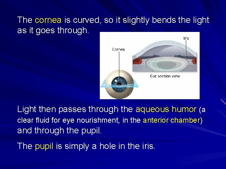The cornea is curved, so it slightly bends the light as it goes through.