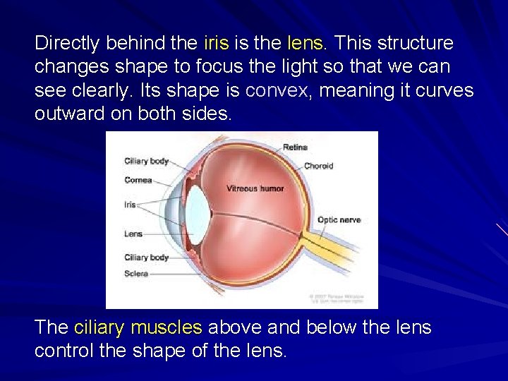 Directly behind the iris is the lens. This structure changes shape to focus the