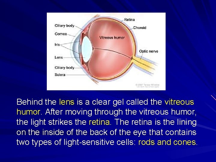 Behind the lens is a clear gel called the vitreous humor. After moving through