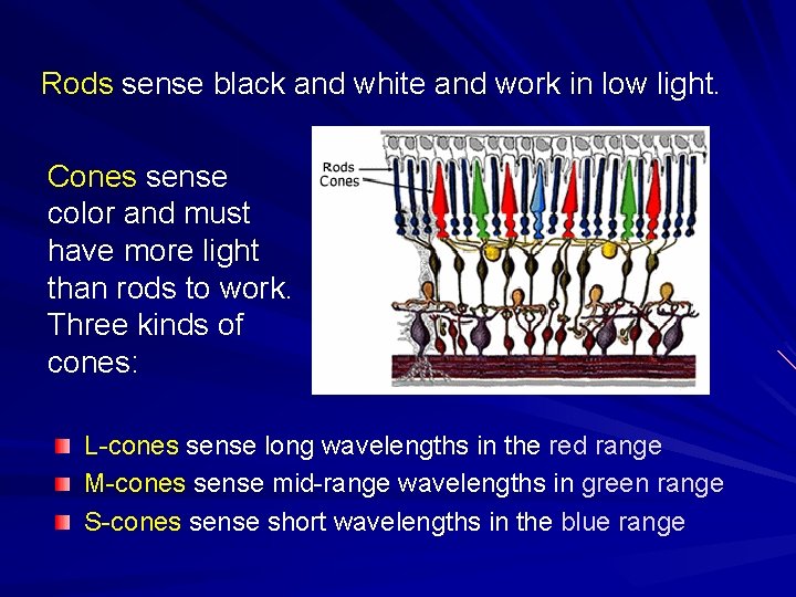 Rods sense black and white and work in low light. Cones sense color and
