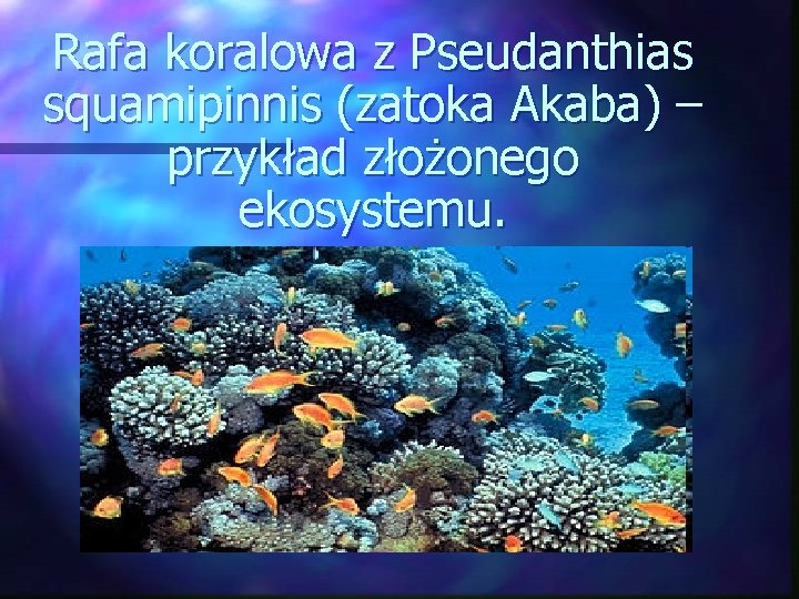 Rafa koralowa z Pseudanthias squamipinnis (zatoka Akaba) – przykład złożonego ekosystemu. 