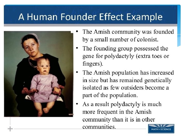 Founder Effect 