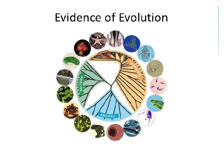 Evidence for Evolution 