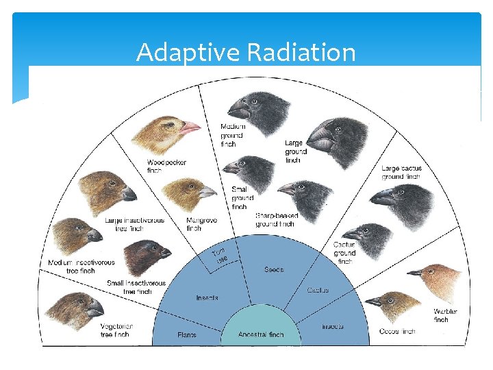 Adaptive Radiation 