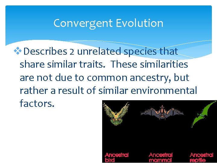 Convergent Evolution v. Describes 2 unrelated species that share similar traits. These similarities are