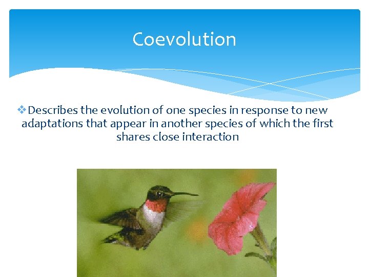 Coevolution v. Describes the evolution of one species in response to new adaptations that