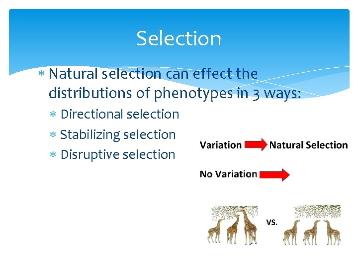 Selection Natural selection can effect the distributions of phenotypes in 3 ways: Directional selection