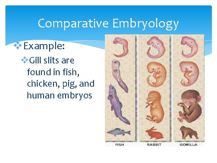 Comparative Embryology v. Example: v. Gill slits are found in fish, chicken, pig, and