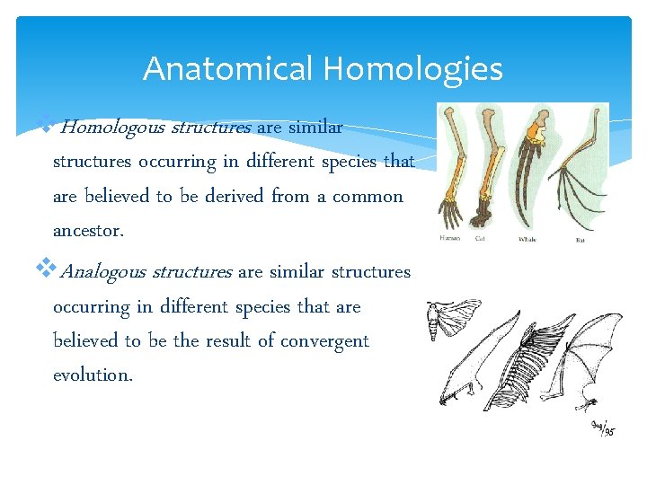 Anatomical Homologies v. Homologous structures are similar structures occurring in different species that are