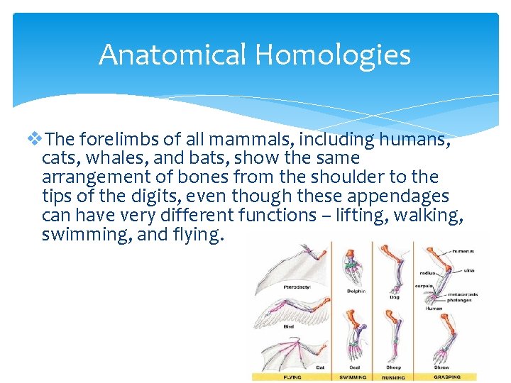 Anatomical Homologies v. The forelimbs of all mammals, including humans, cats, whales, and bats,