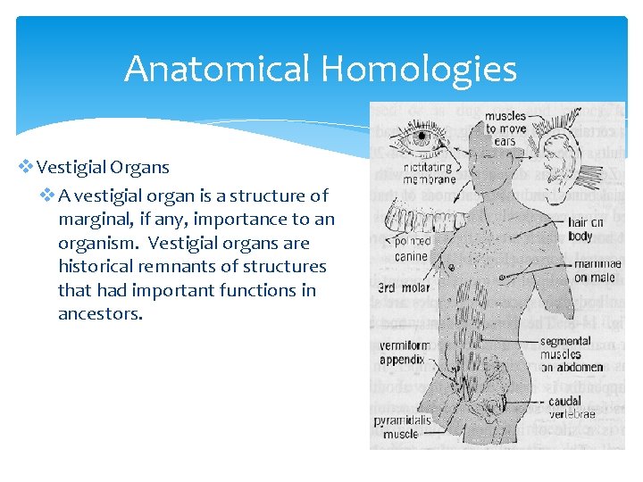 Anatomical Homologies v Vestigial Organs v A vestigial organ is a structure of marginal,