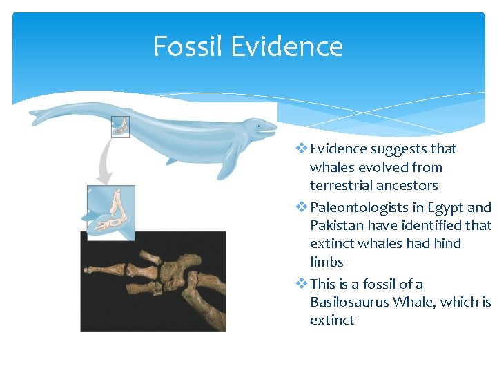 Fossil Evidence v Evidence suggests that whales evolved from terrestrial ancestors v Paleontologists in