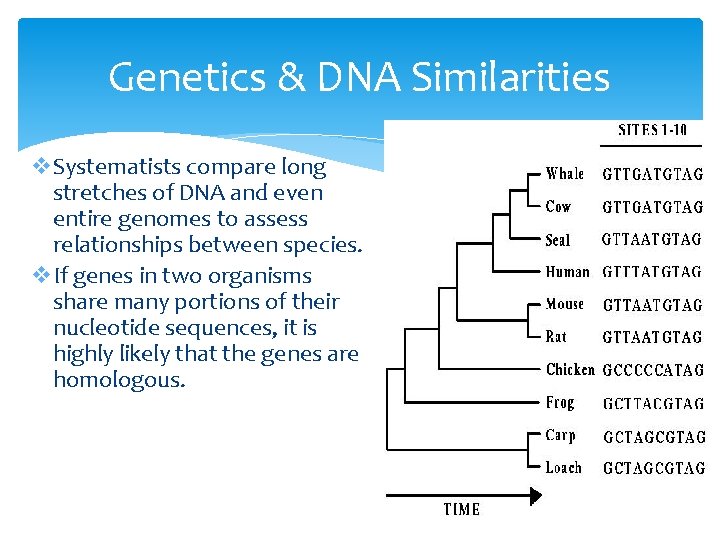 Genetics & DNA Similarities v. Systematists compare long stretches of DNA and even entire