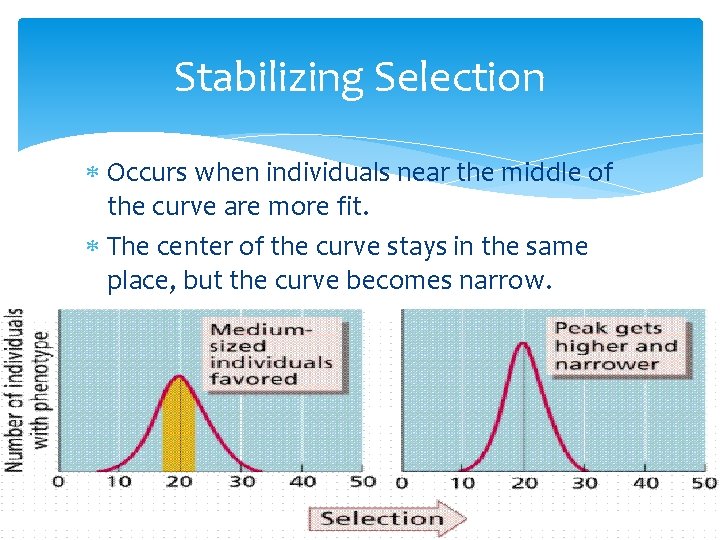 Stabilizing Selection Occurs when individuals near the middle of the curve are more fit.