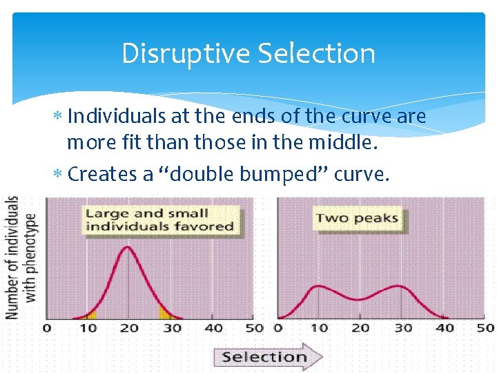 Disruptive Selection Individuals at the ends of the curve are more fit than those