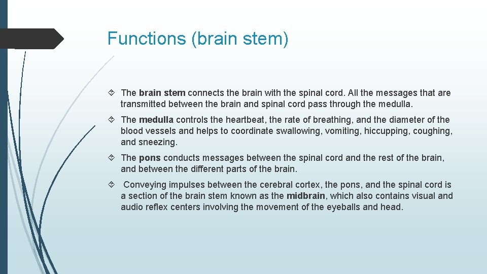 Functions (brain stem) The brain stem connects the brain with the spinal cord. All
