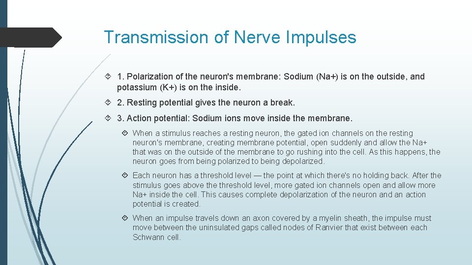 Transmission of Nerve Impulses 1. Polarization of the neuron's membrane: Sodium (Na+) is on