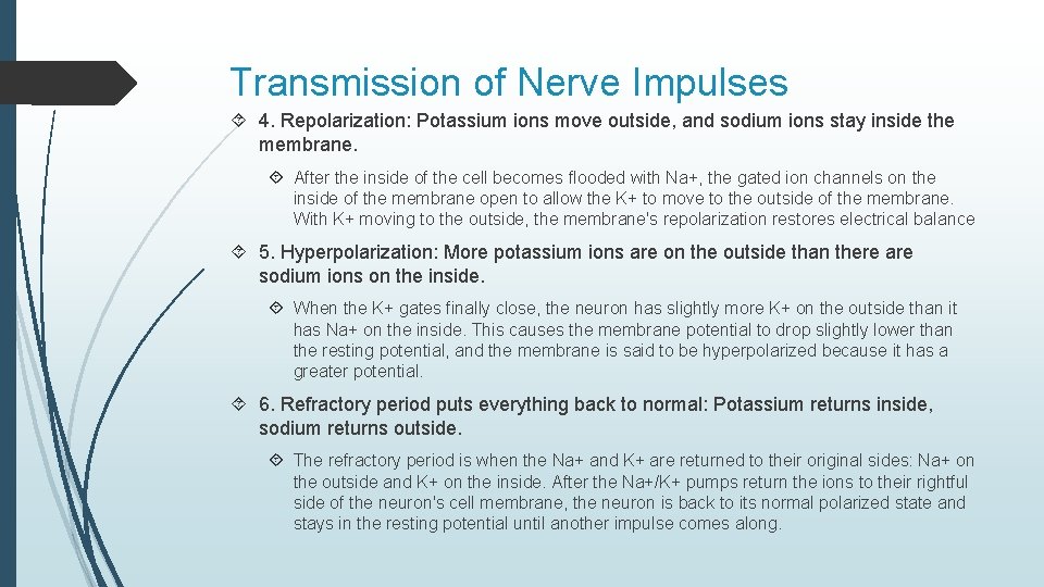 Transmission of Nerve Impulses 4. Repolarization: Potassium ions move outside, and sodium ions stay