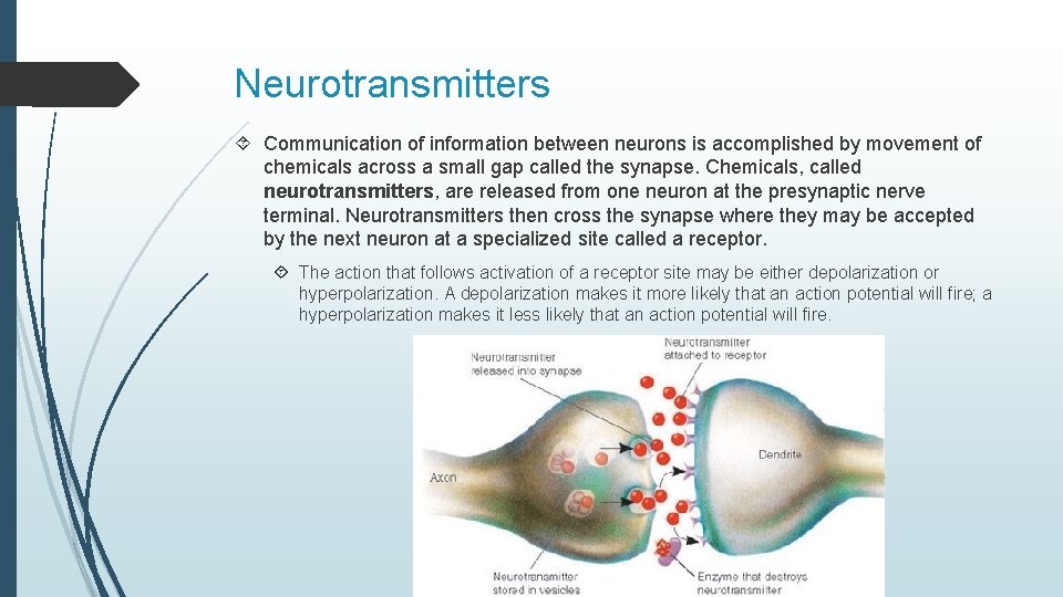 Neurotransmitters Communication of information between neurons is accomplished by movement of chemicals across a