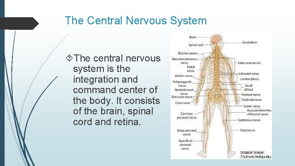 The Central Nervous System The central nervous system is the integration and command center