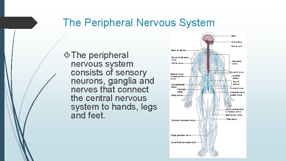 The Peripheral Nervous System The peripheral nervous system consists of sensory neurons, ganglia and