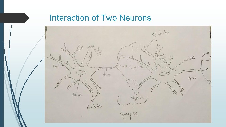 Interaction of Two Neurons 