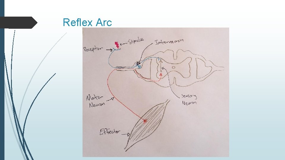 Reflex Arc 