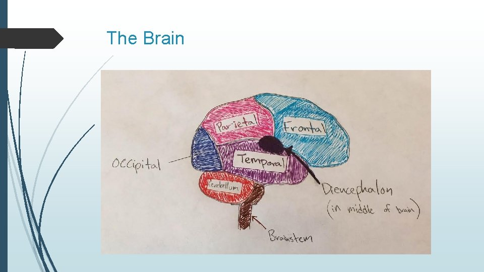 The Brain 