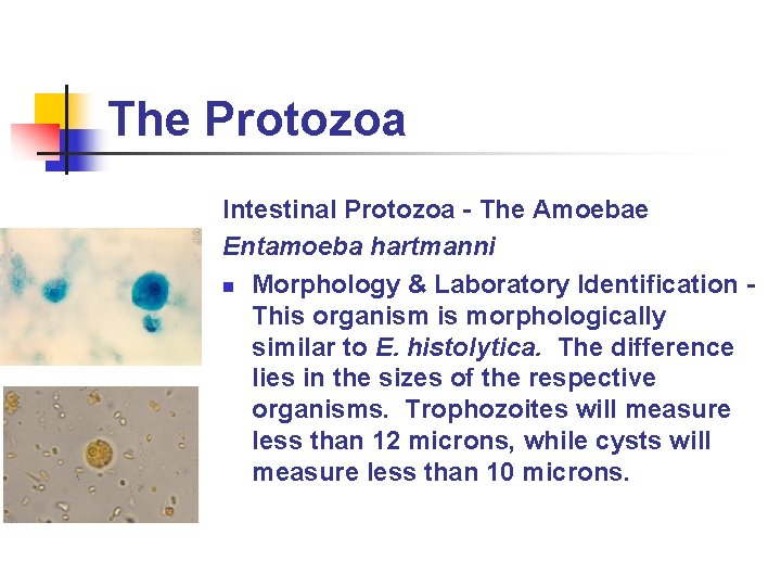 The Protozoa Intestinal Protozoa - The Amoebae Entamoeba hartmanni n Morphology & Laboratory Identification