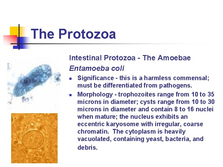 The Protozoa Intestinal Protozoa - The Amoebae Entamoeba coli n n Significance - this