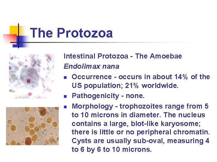 The Protozoa Intestinal Protozoa - The Amoebae Endolimax nana n Occurrence - occurs in The Protozoa Intestinal Protozoa - The Amoebae Endolimax nana n Occurrence - occurs in