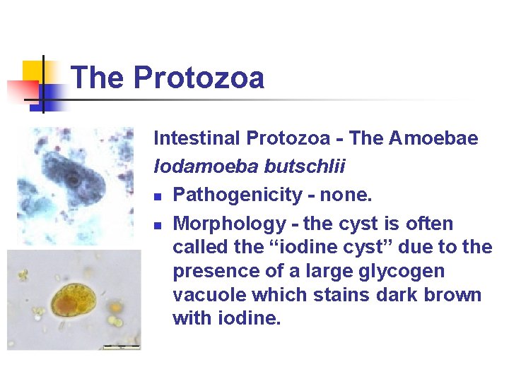 The Protozoa Intestinal Protozoa - The Amoebae Iodamoeba butschlii n Pathogenicity - none. n The Protozoa Intestinal Protozoa - The Amoebae Iodamoeba butschlii n Pathogenicity - none. n
