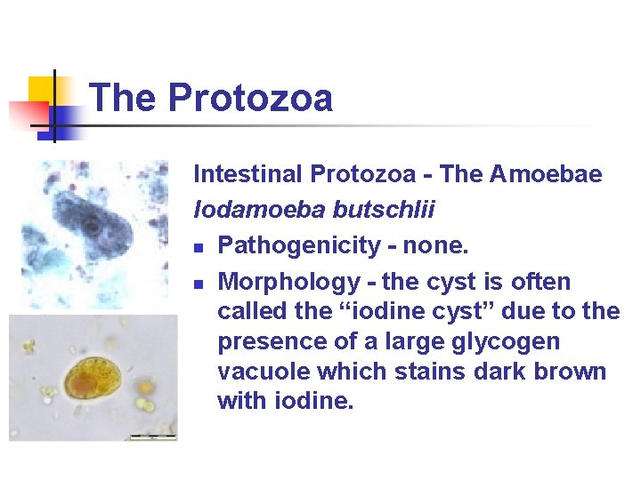 The Protozoa Intestinal Protozoa - The Amoebae Iodamoeba butschlii n Pathogenicity - none. n