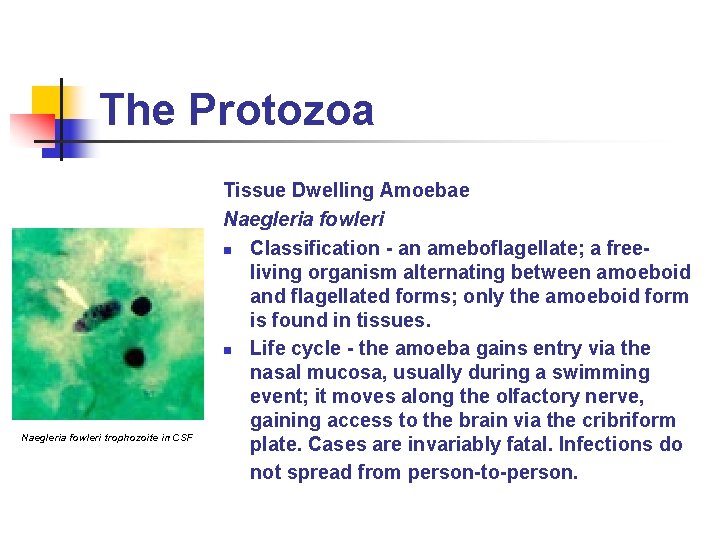 The Protozoa Naegleria fowleri trophozoite in CSF Tissue Dwelling Amoebae Naegleria fowleri n Classification The Protozoa Naegleria fowleri trophozoite in CSF Tissue Dwelling Amoebae Naegleria fowleri n Classification