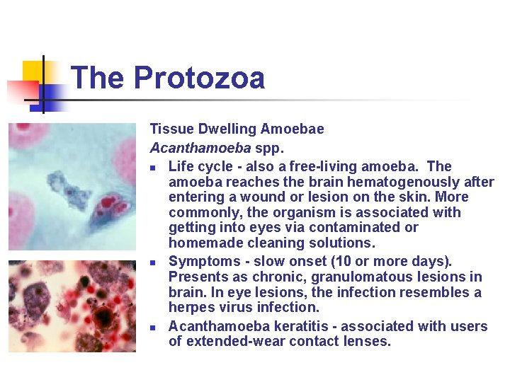 The Protozoa Tissue Dwelling Amoebae Acanthamoeba spp. n Life cycle - also a free-living